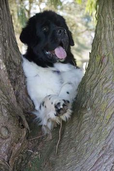 a black and white dog is sitting in a tree