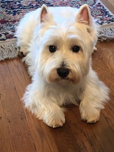 a small white dog sitting on top of a hard wood floor next to a rug