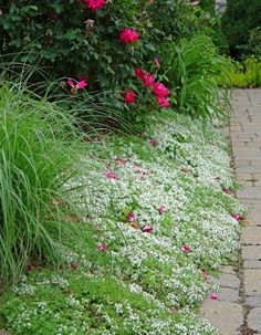 some pink and white flowers are growing in the grass next to a brick path that is lined with green plants