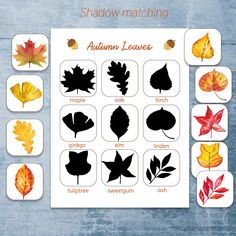 the shadow matching game for autumn leaves