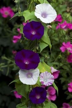 purple and white petunias are growing on the side of a plant with green leaves