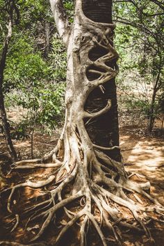 a tree with very large roots in the forest