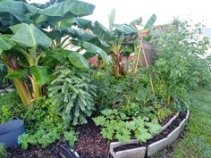 a garden filled with lots of green plants