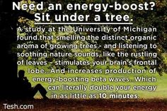 Frontal Lobe, Energy Boost, Nature Sounds, Beating Heart, Mind Body Soul, Back To Nature, Growing Tree, Boost Energy, Encouragement Quotes