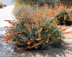 an orange flower bush in the middle of a sidewalk