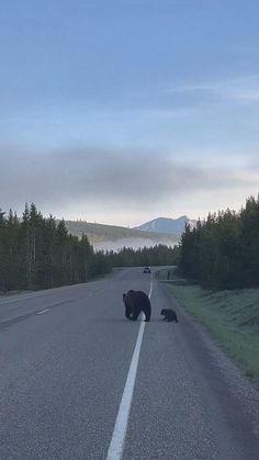 two black bears crossing the road in front of a car with mountains in the background