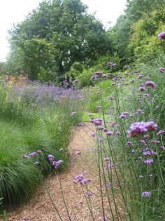 purple flowers are growing along the side of a dirt path in a garden with tall grass