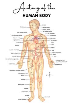 an image of the human body with all its major organs and their corresponding labels on it