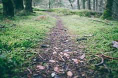 a dirt path in the middle of a forest with green grass and trees on both sides