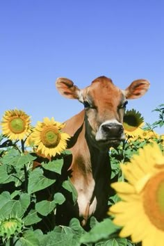 a brown cow standing in the middle of a field of sunflowers and looking at the camera