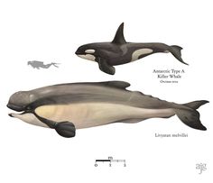 two orca whales are depicted in this illustration