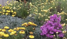 many different types of flowers and plants in a garden with yellow, purple, and white flowers