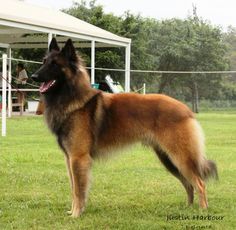 a brown and black dog standing on top of a lush green field next to a white tent