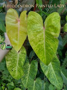 two large green leaves are in the middle of some plants with words on them that say,