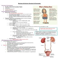 the diagram shows what kidney does and how it is used to help you with medical care