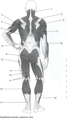 the muscles are labeled in this diagram, and there is also an image of them