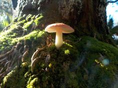 a mushroom growing on the side of a mossy tree trunk with sunlight shining through it