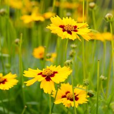 many yellow flowers with red centers in the grass