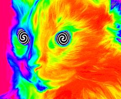 an image of a cat's face in color