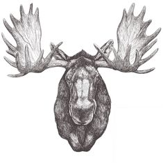 a drawing of a moose's head with large antlers on the back of it