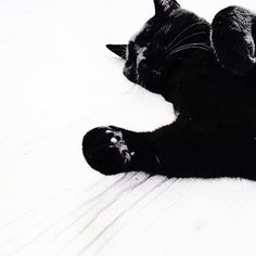 a black cat laying on its back in the snow with it's eyes closed