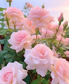 pink roses are blooming in the garden