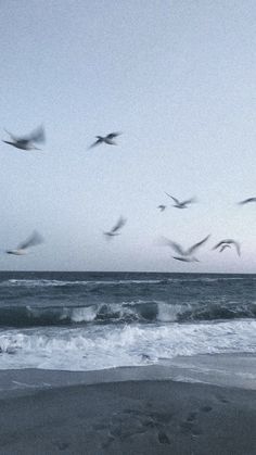 a flock of birds flying over the ocean on top of a sandy beach next to the ocean