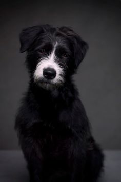 a black and white dog sitting in front of a gray background