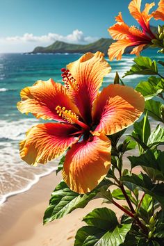 an orange flower on the beach with waves in the background