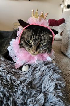 a cat wearing a pink dress and a crown on top of it's head