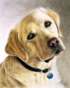 a drawing of a dog's face in pastel