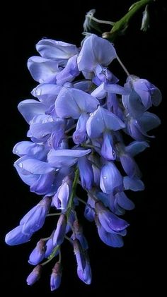 purple flowers are blooming on a black background