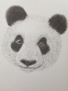 a pencil drawing of a panda bear's face