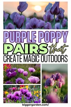 Craft your perfect purple poppy paradise with 7 flower arrangement ideas that combine exotic flowers, purple poppies, and beautiful blooms. Use flower art painting, poppy flowers, and vibrant flower photos to add all things purple to your garden.