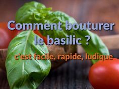 tomatoes, lettuce and spinach on a table with the words comment bouturer le basilic?