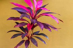 a purple plant with green leaves in a vase