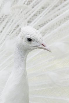 a white peacock with feathers on its head