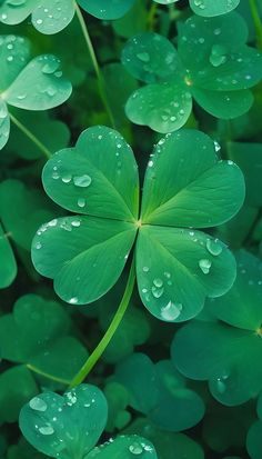 green clovers with water droplets on them are seen in this close up photo from above