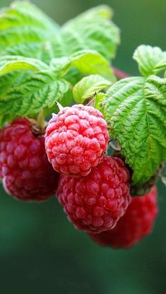 raspberries on the branch with green leaves