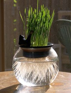 a fish bowl with grass in it sitting on a table