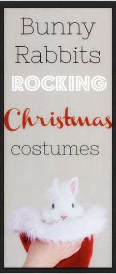 bunny rabbits rockin'christmas costumes with text overlay that reads, bunny rabbits rocking christmas costumes