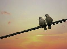 two birds sitting on top of a power line with the sun setting in the background