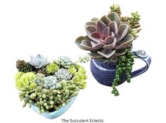 two vases filled with succulent plants sitting next to each other