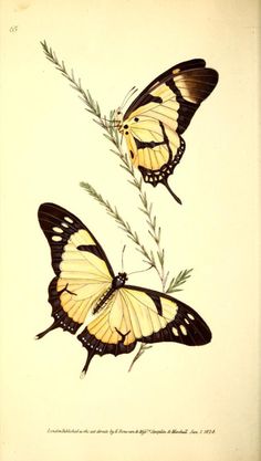 two butterflies sitting on top of each other