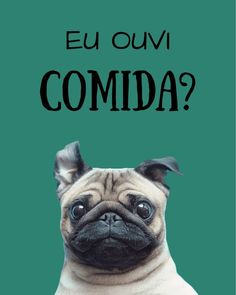 a pug dog with the words eu oum comida?