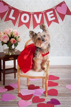 a small dog sitting on top of a chair in front of a valentine's day banner