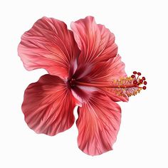 Hibiscus Flower Clipart in Photorealistic Style: 4K Vector Clipart Hibiscus Flower Transparent Background, Hibiscus Flower Clipart, Flower Transparent Background, Tropical Stickers, Flowers Snap, Flower Png Images, Scrapbook Printing, Flower Icons, Flowers Png