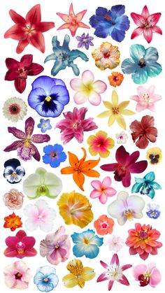 an assortment of colorful flowers on a white background