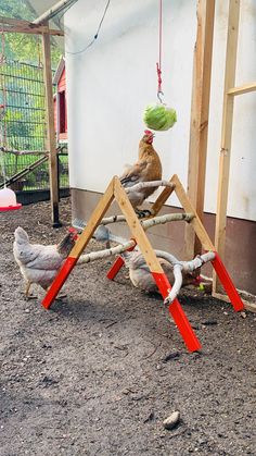 a chicken is playing on a wooden structure