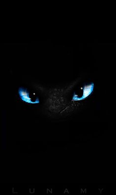 the blue eyes of a cat are glowing in the dark, with only one eye visible